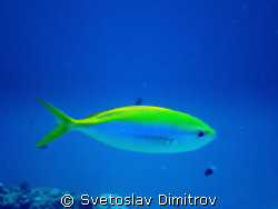 This single fish was taken with Sony Ciber Shot, internal... by Svetoslav Dimitrov 
